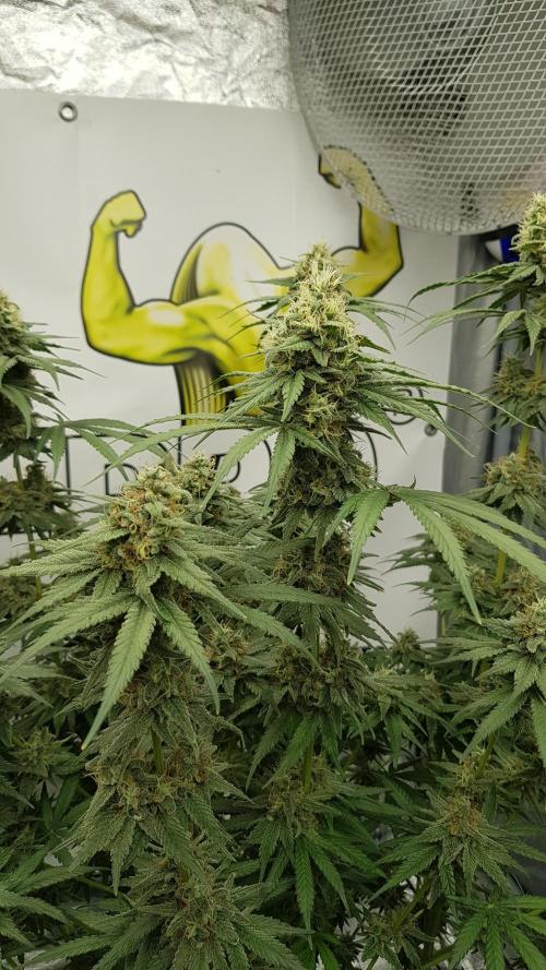 Expedition Asia. Week 12