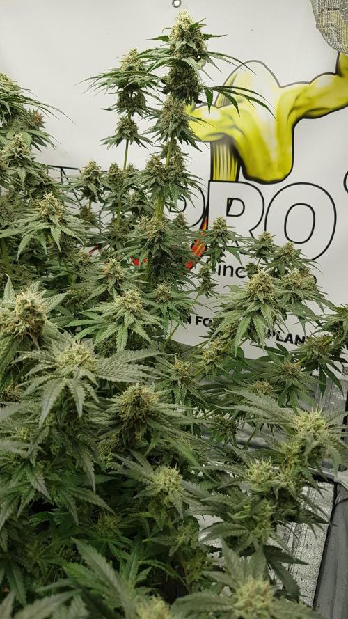 Expedition Asia. Week 12