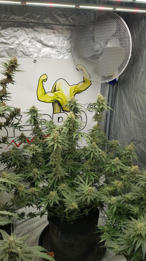 Expedition Asia. Week 12