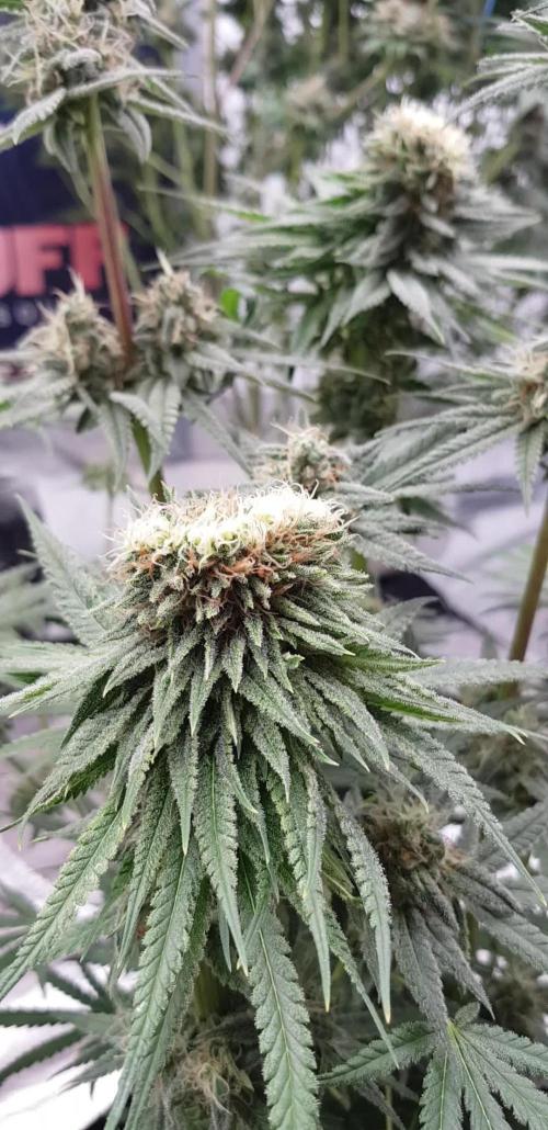 Ultimate Rapier Hunt