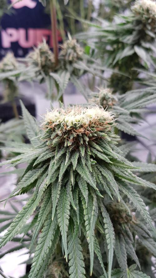 Ultimate Rapier Hunt. Week 12