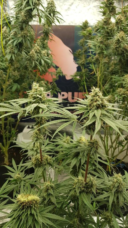 Ultimate Rapier Hunt. Week 12