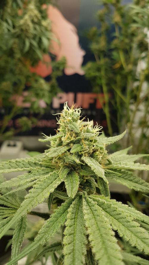 Ultimate Rapier Hunt. Week 12