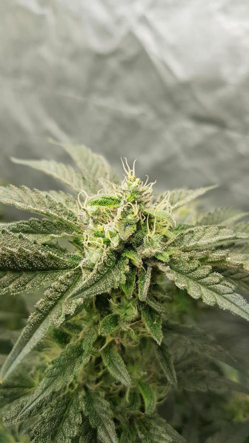 Fruity Dunk Shot. Week 12