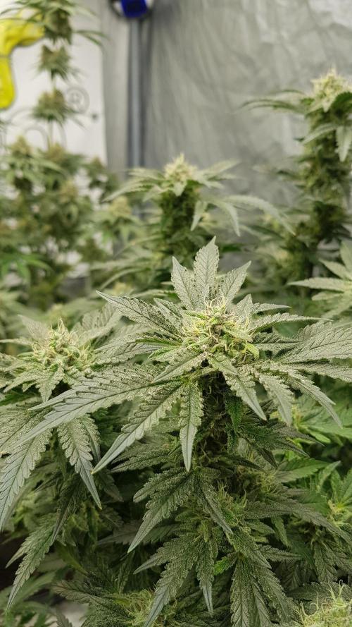 Fruity Dunk Shot. Week 12