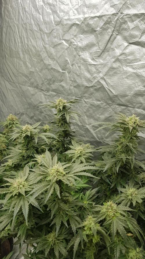 Fruity Dunk Shot. Week 12