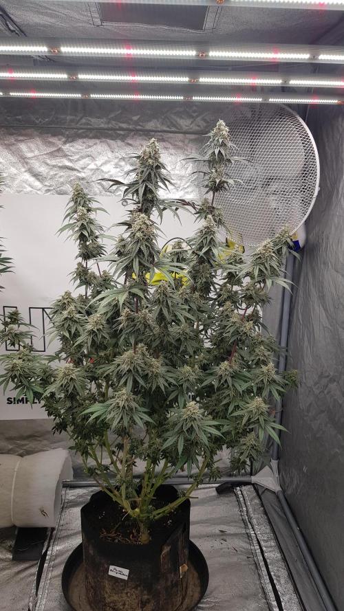 Muffinz Fusion. Week 12