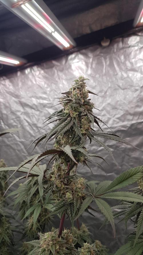 Muffinz Fusion. Week 12