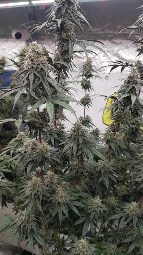 Muffinz Fusion. Week 12