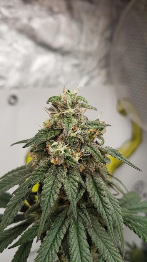 Muffinz Fusion. Week 12