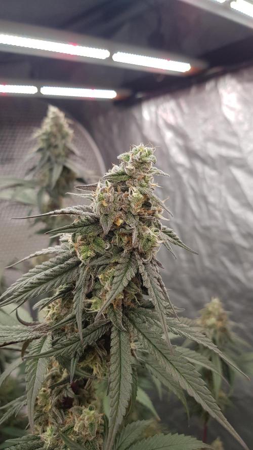 Muffinz Fusion. Week 12