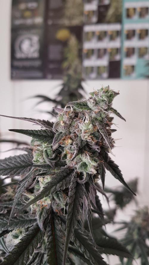 Muffinz Fusion. Week 12