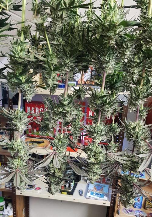 Muffinz Fusion. Week 12