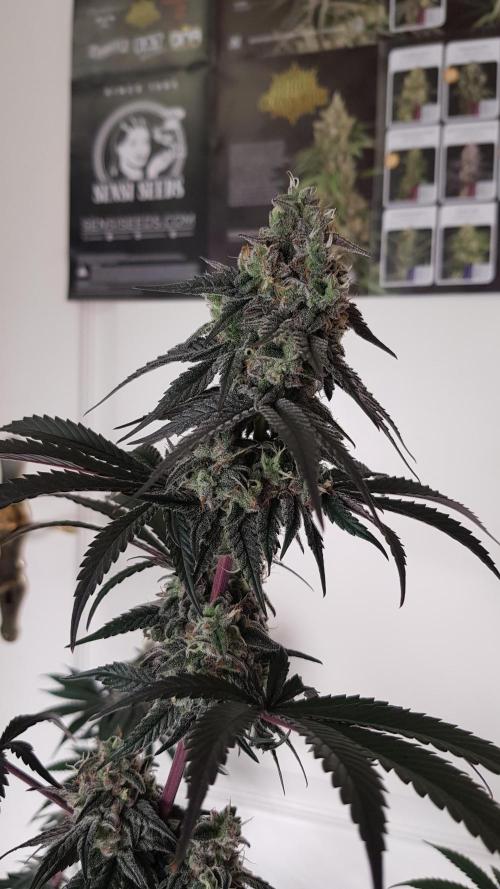 Muffinz Fusion. Week 12