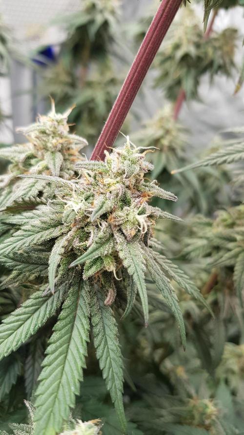 Muffinz Fusion. Week 12