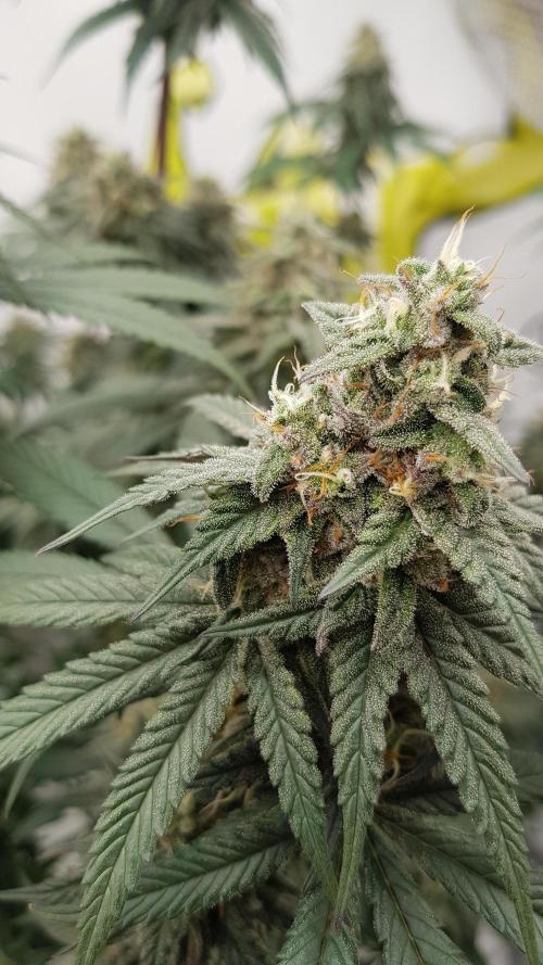 Muffinz Fusion. Week 12