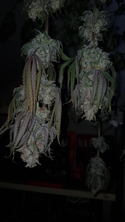 Muffinz Fusion. Week 12