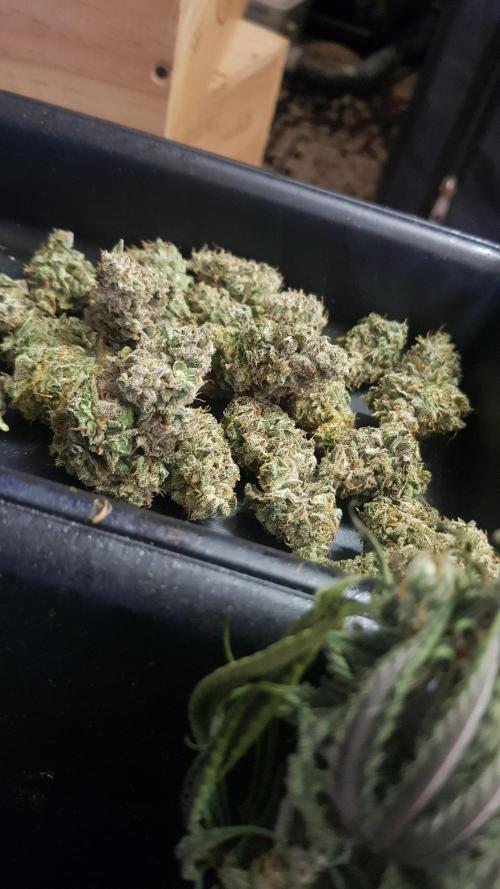 Muffinz Fusion. Week 12