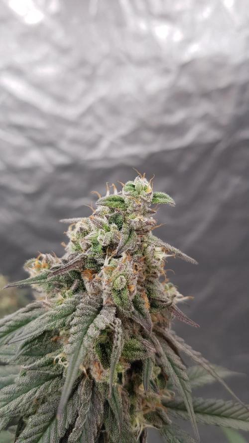 Muffinz Fusion. Week 12