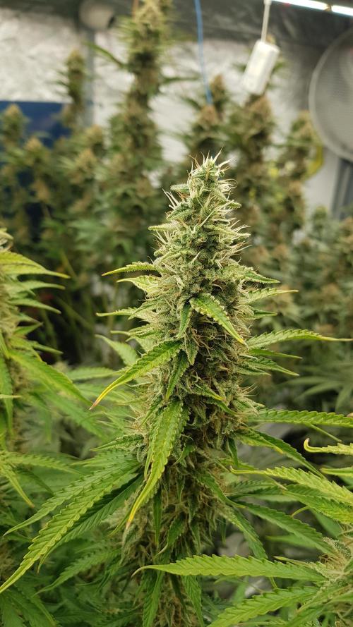 Spider Hunt. Week 12