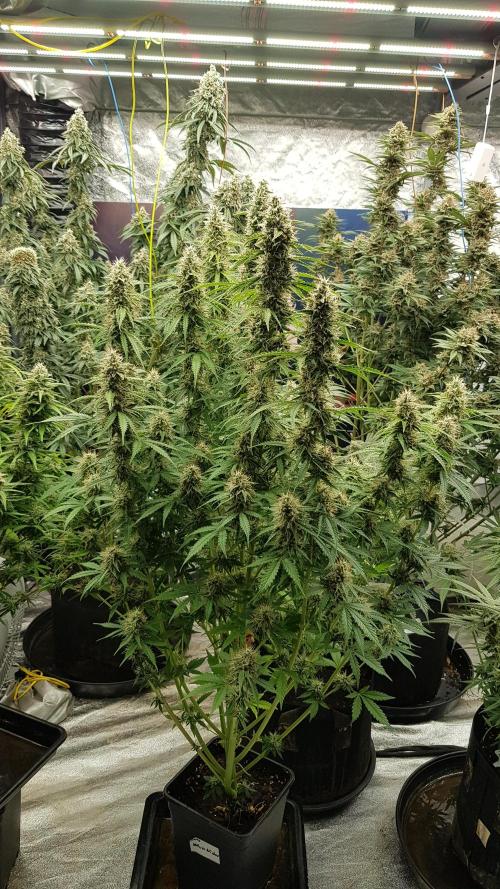 Spider Hunt. Week 12