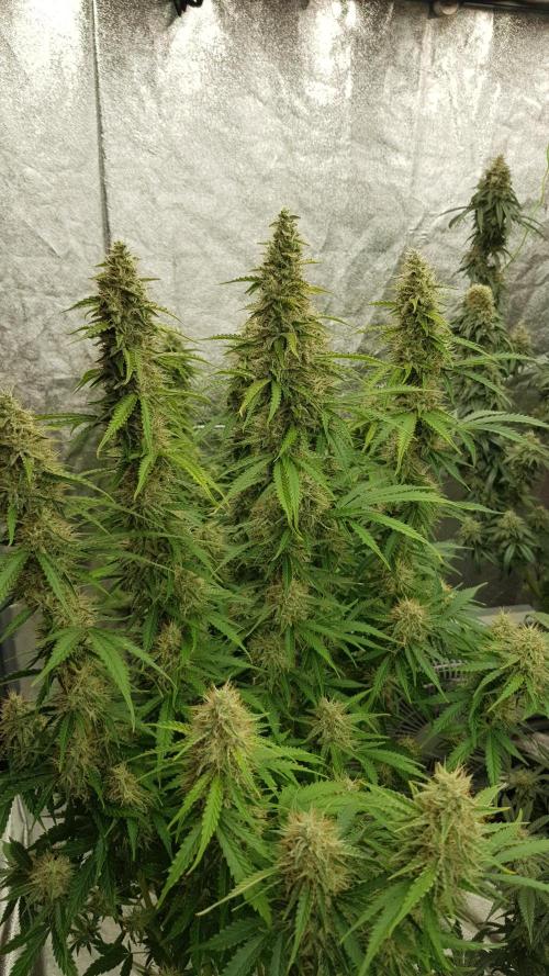 Spider Hunt. Week 12