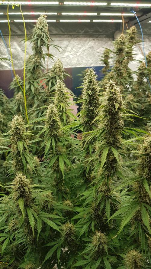 Spider Hunt. Week 12