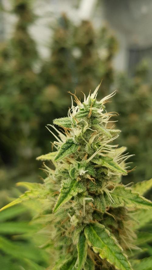 Spider Hunt. Week 12