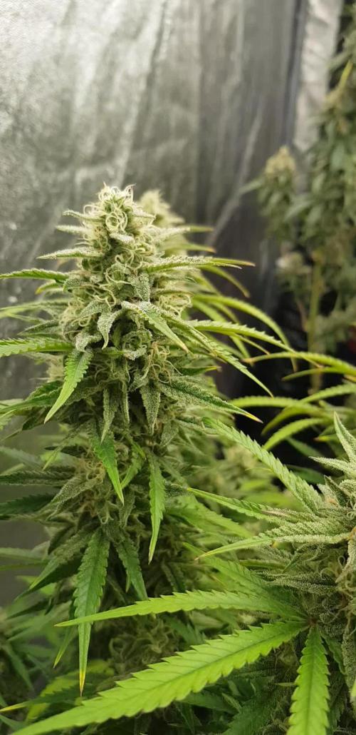 Opium goes Black #2