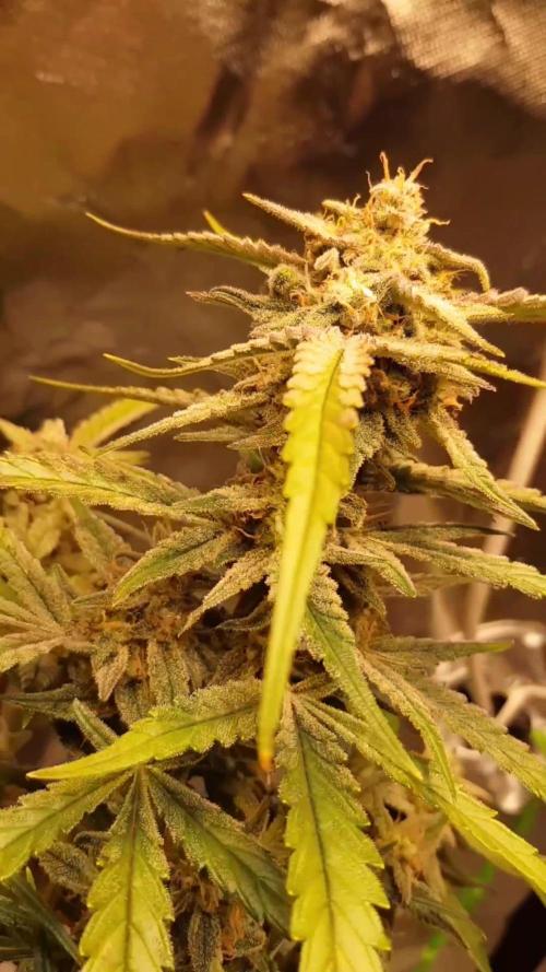 Fractal Collection #2