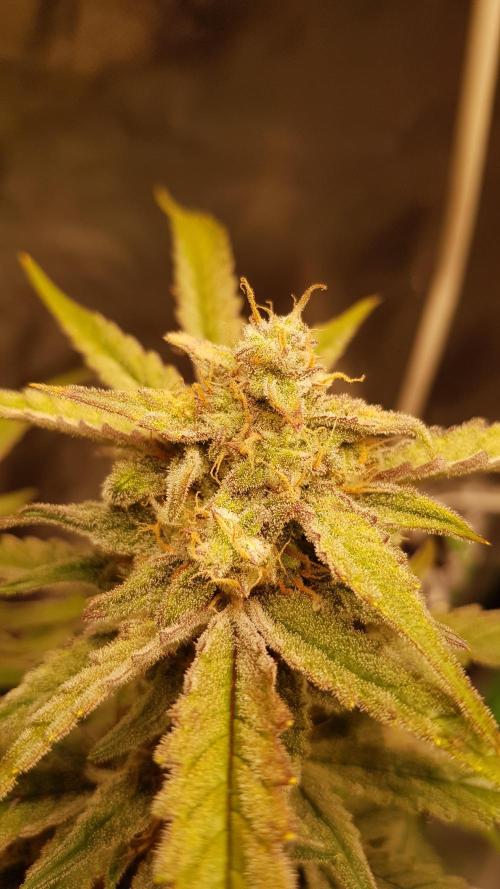 Fractal Collection #2. Week 12