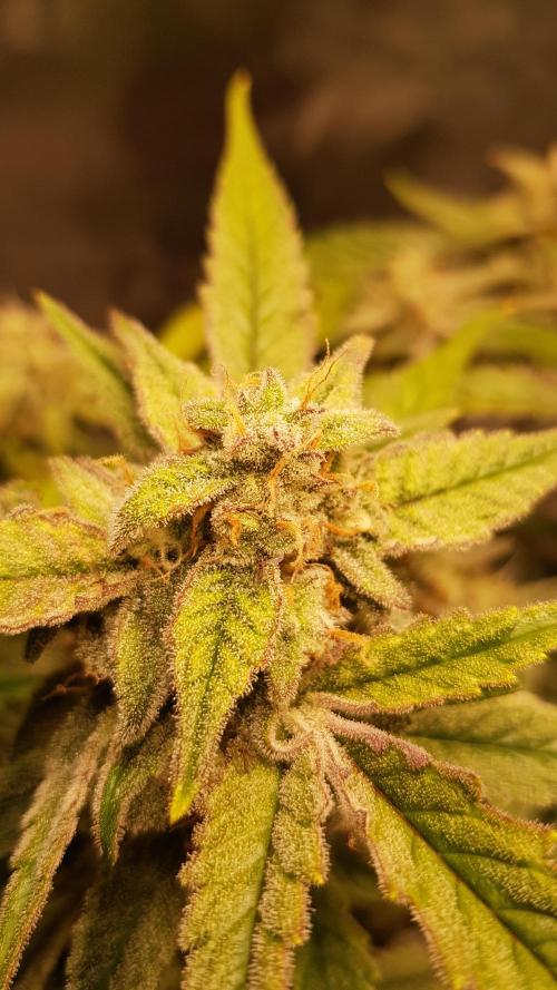 Fractal Collection #2. Week 12