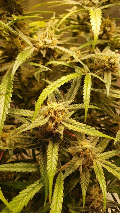 Fractal Collection #2. Week 12