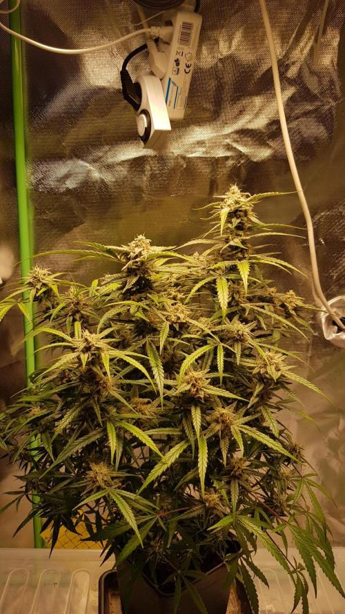 Fractal Collection #2. Week 12