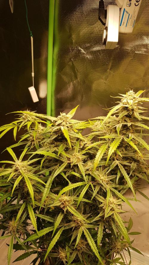 Fractal Collection #2. Week 12