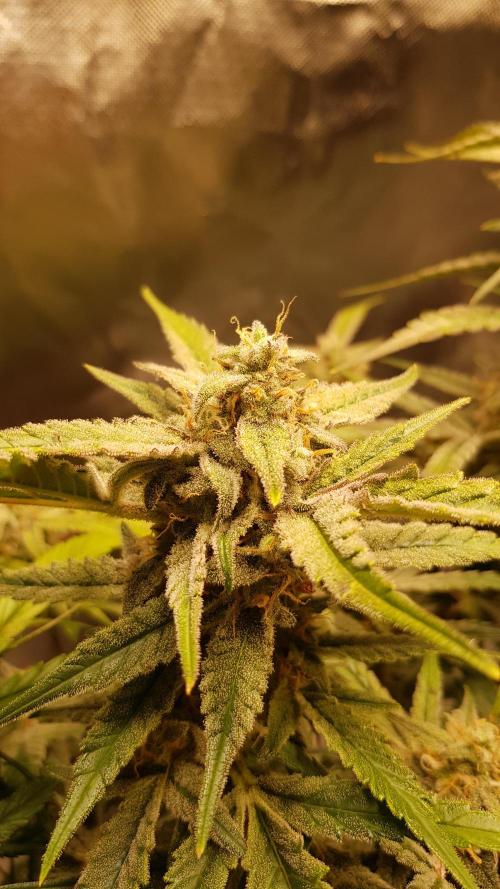 Fractal Collection #2. Week 12