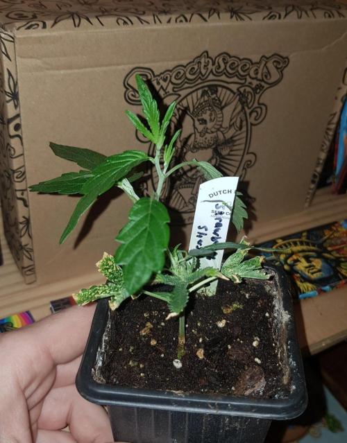GGD Hunted Pheno #1. Week 1