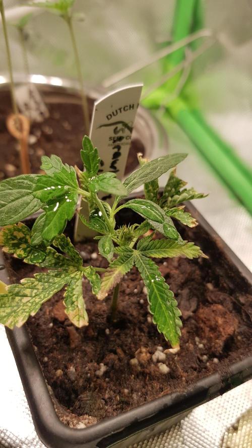 GGD Hunted Pheno #1. Week 1