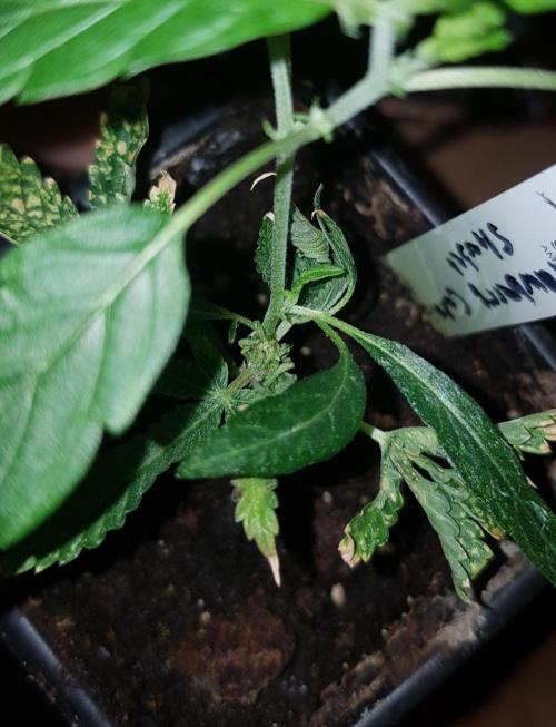 GGD Hunted Pheno #1. Week 1