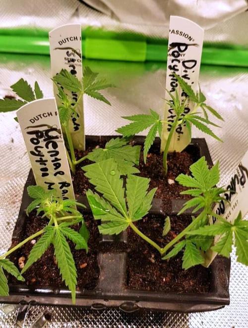 GGD Hunted Pheno #1. Week 1