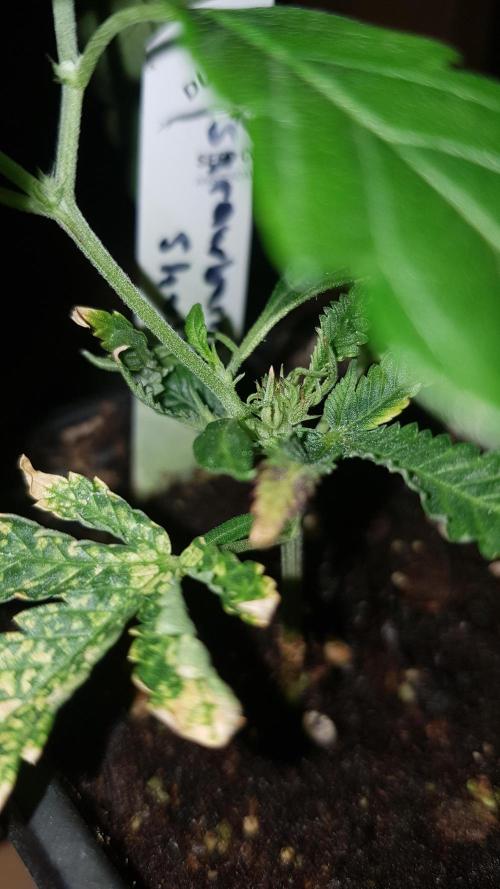 GGD Hunted Pheno #1. Week 1