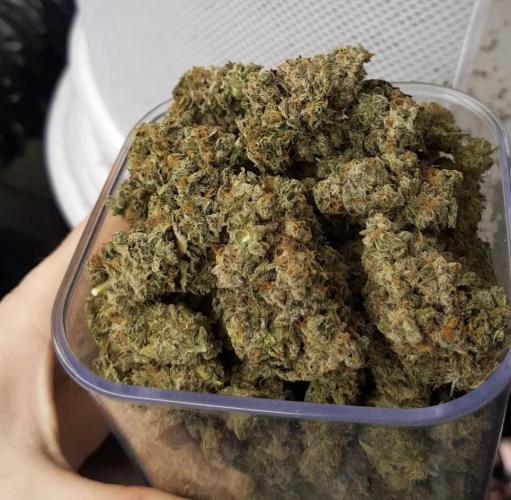 Muffinz Fusion. Week 12