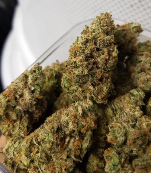 Muffinz Fusion. Week 12