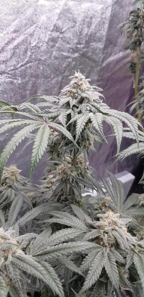 Fruity Fusion