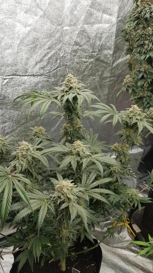 Fruity Fusion. Week 13