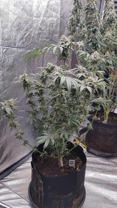 Fruity Fusion. Week 13