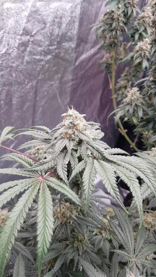 Fruity Fusion. Week 13