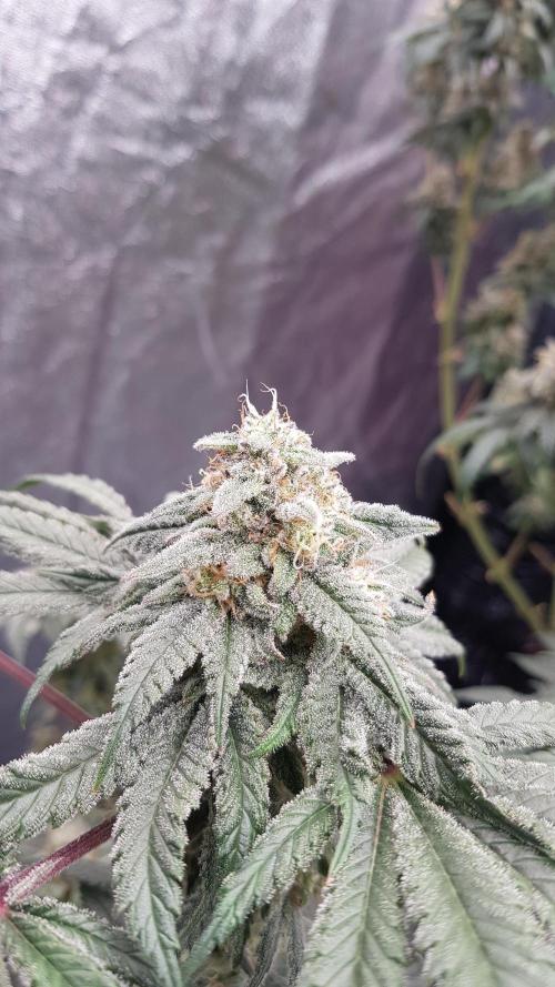 Fruity Fusion. Week 13