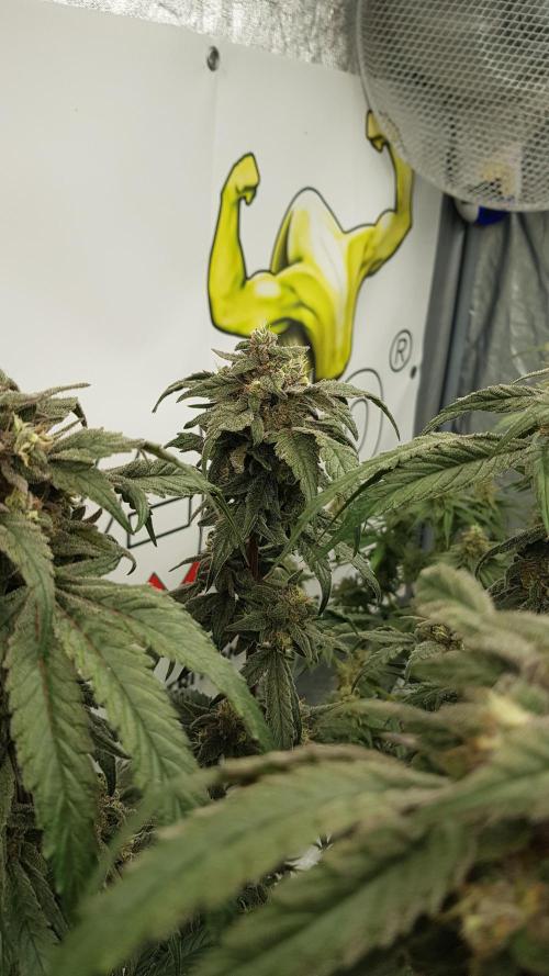 Sherbet with Paya. Week 13