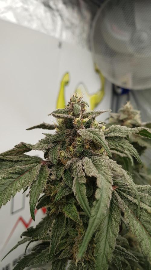 Sherbet with Paya. Week 13